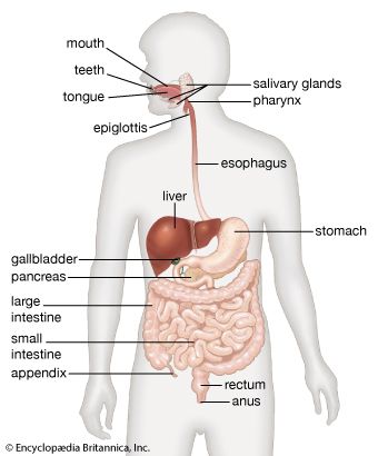 the digestive system for ks2