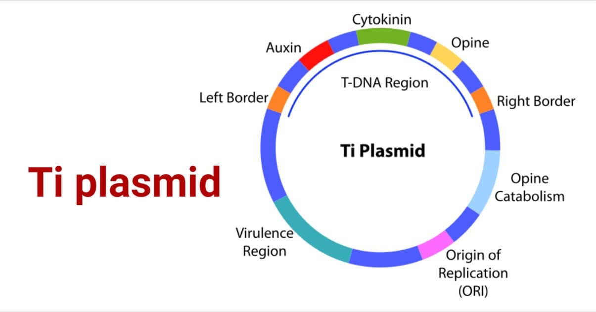 ti plasmid is obtained from which of the following