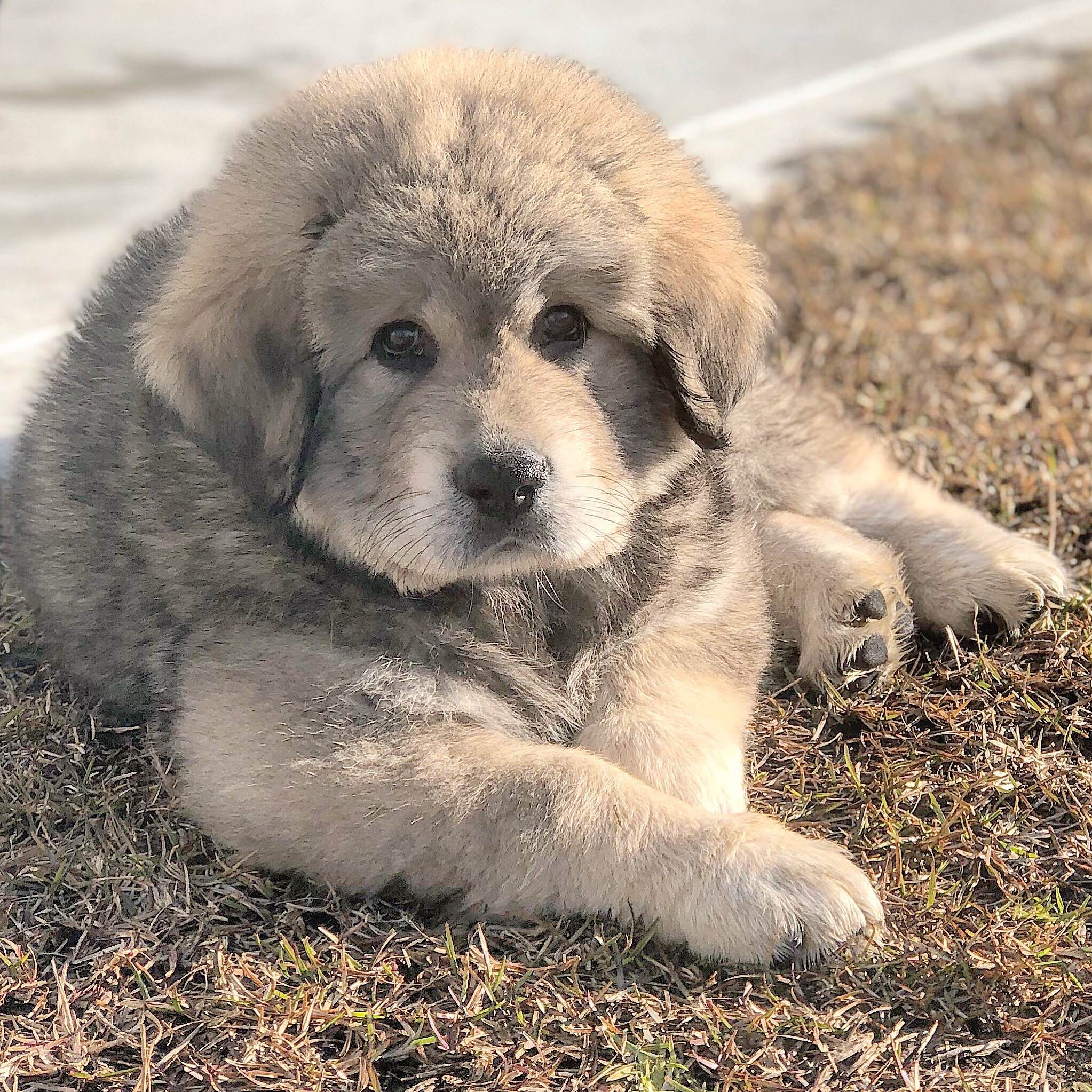 tibetan mastiff breeds for sale