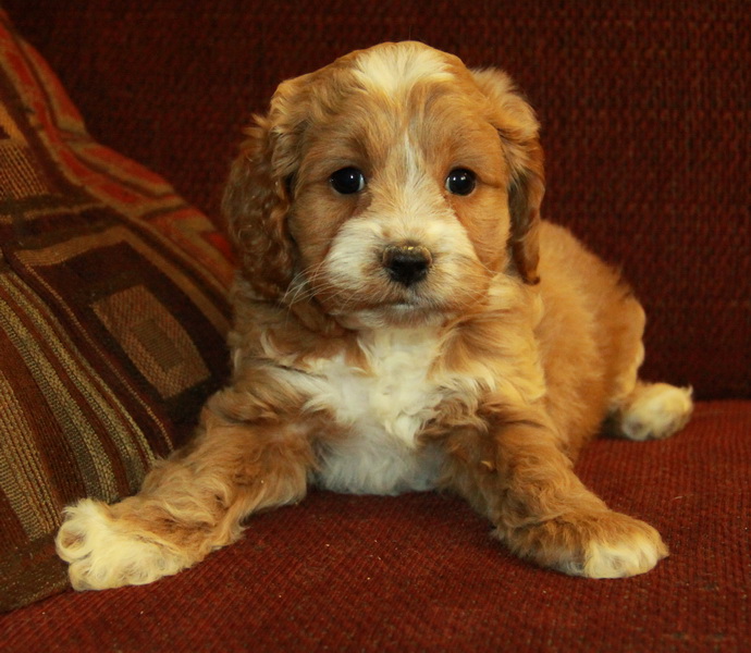 toy cockapoo puppies for sale