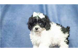 toy poodles puppies for sale