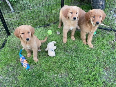 uncle henrys puppies for sale