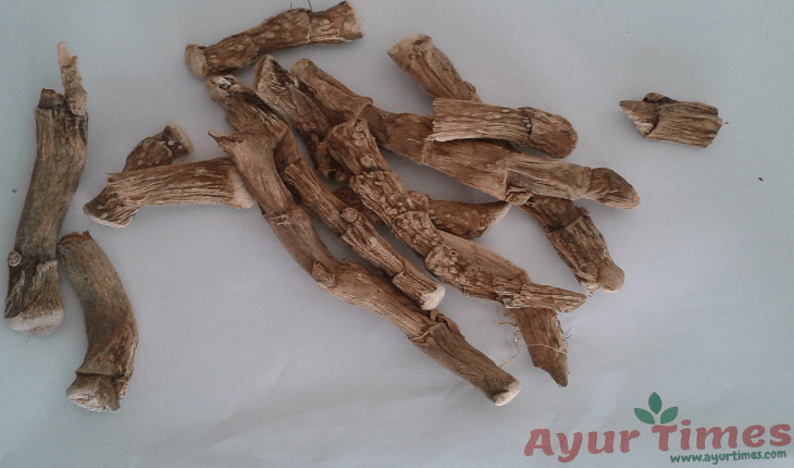 vacha root