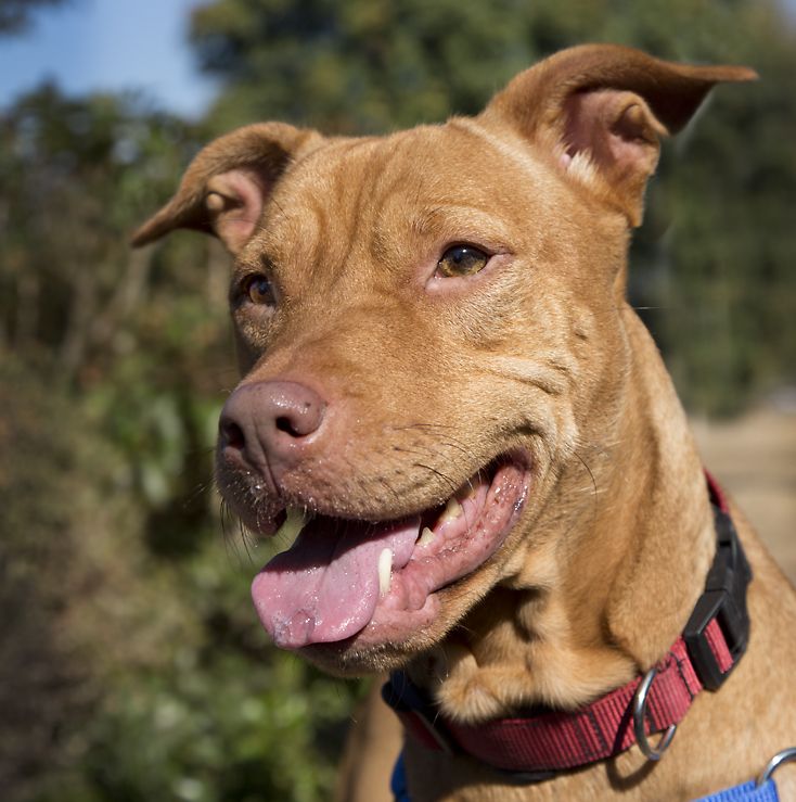 vizsla-pitbull mix dog