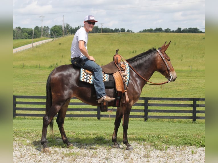 walking horses for sale in ky
