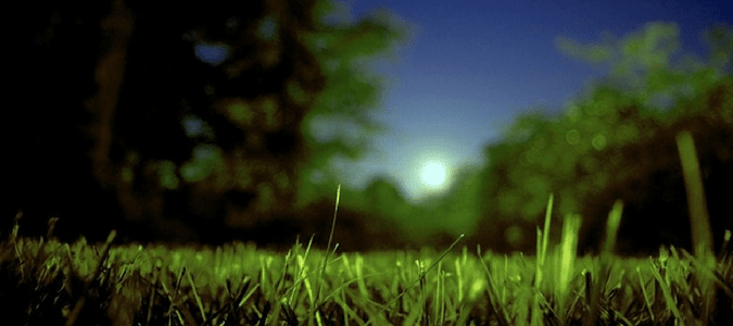 watering grass at night myth