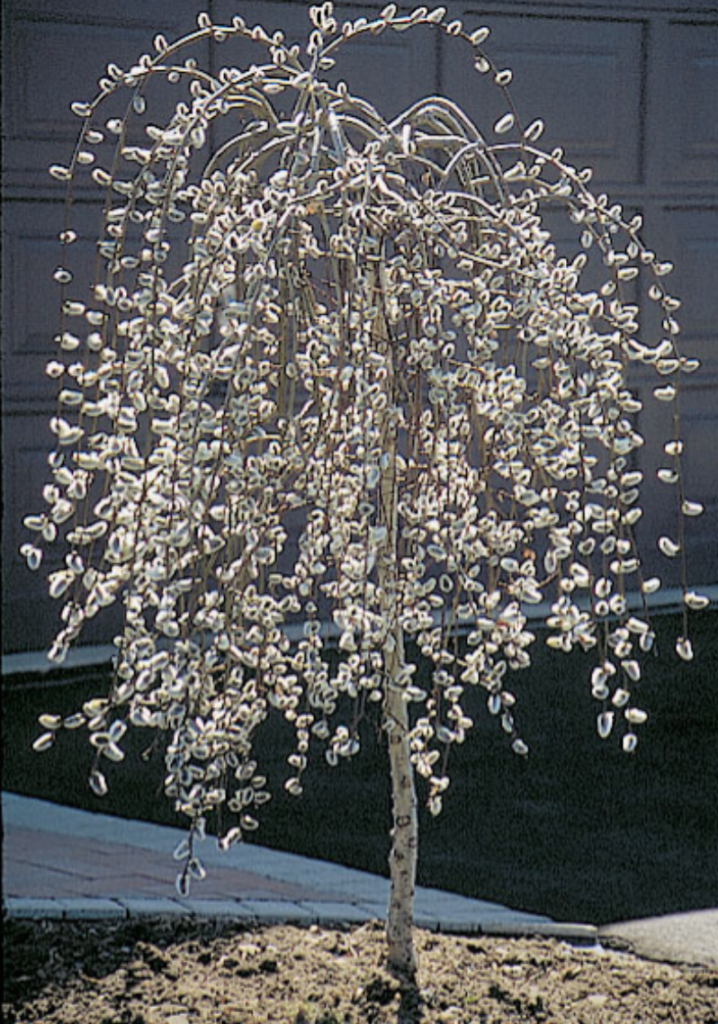 weeping pussy willow tree for sale