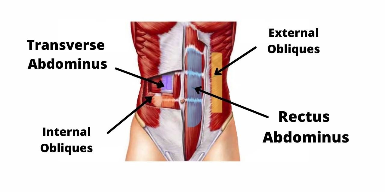 what muscles do the plank work