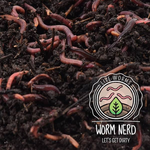 where to buy worms near me