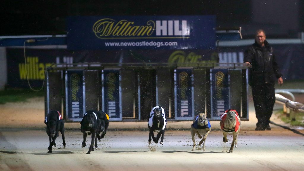 william hill greyhound results