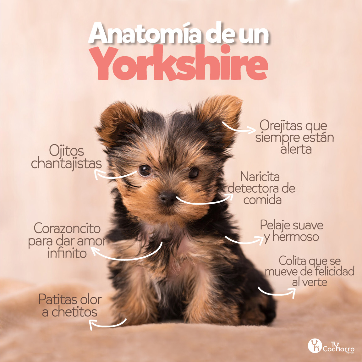 yorkshire terrier mini precio méxico
