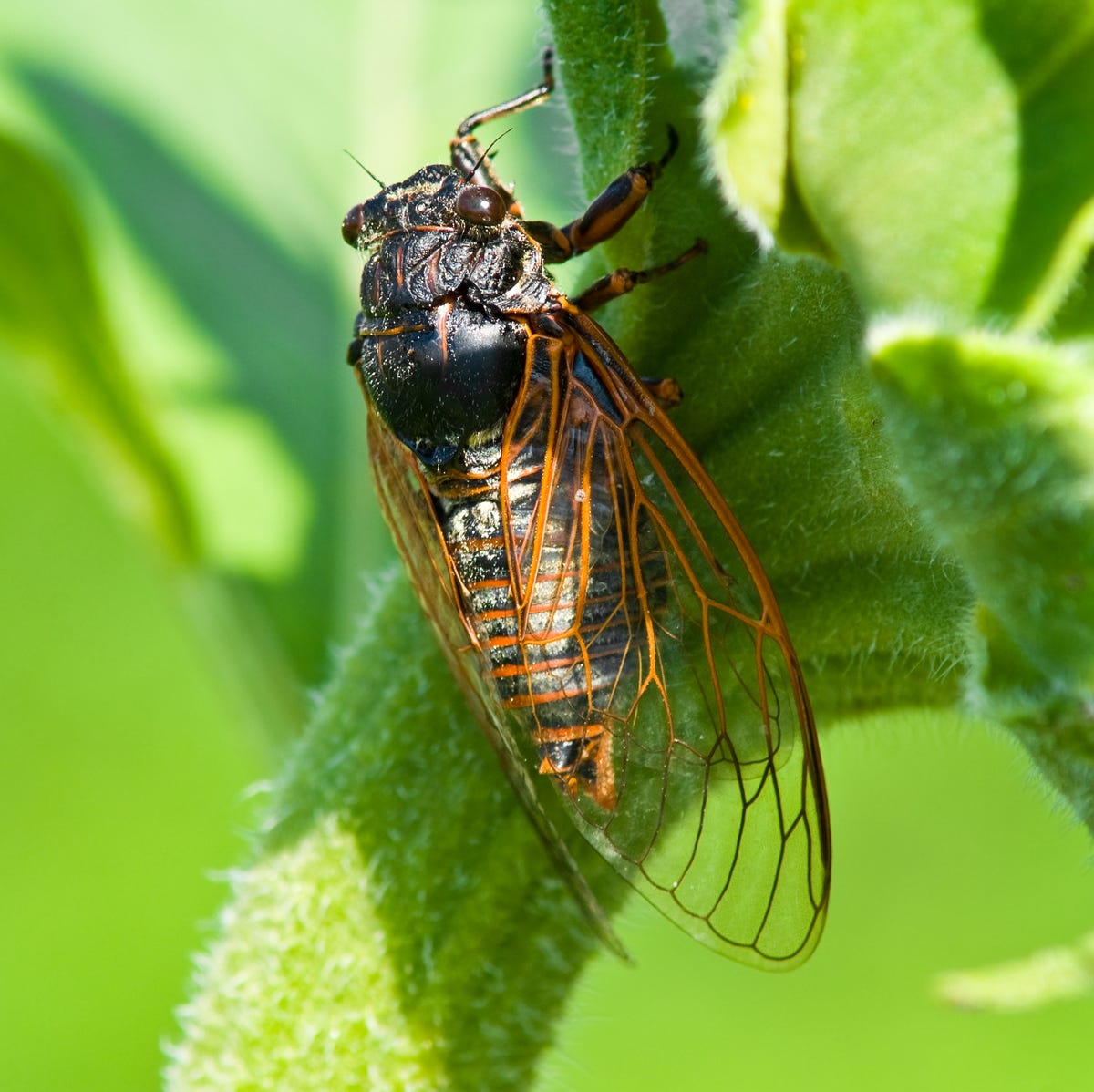 youtube cicada sound